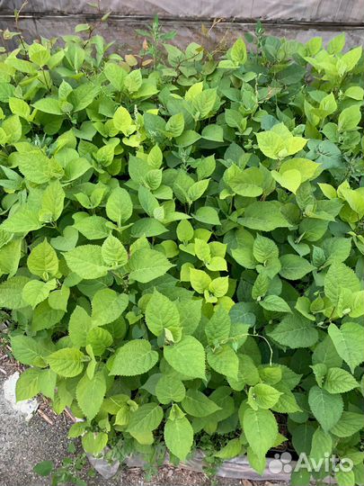 Гортензия Анабель многолетнее растение