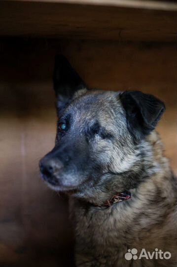 Собака Джорджи тоже хочет домой из приюта