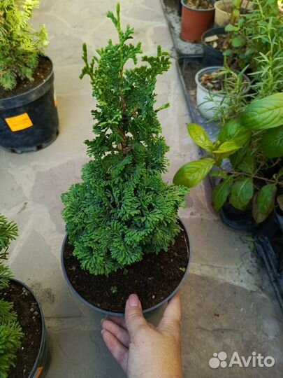 Редкие туи, Туевик вариегата