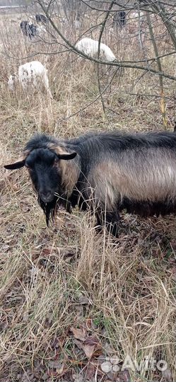 Козлы на племя