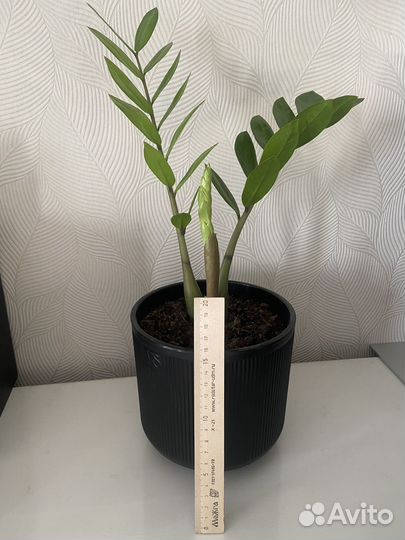 Замиокулькас