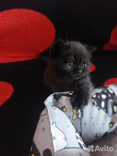 Британские котята