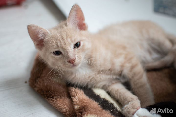 Рыжий котенок мальчик в добрые руки