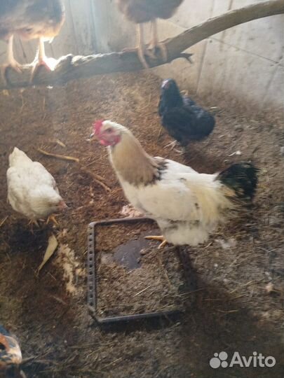 Красивые петухи