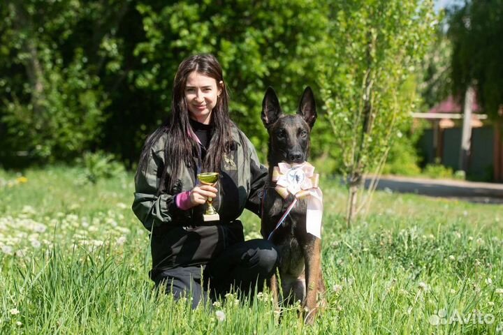 Кинолог, воспитание и дрессировка собак