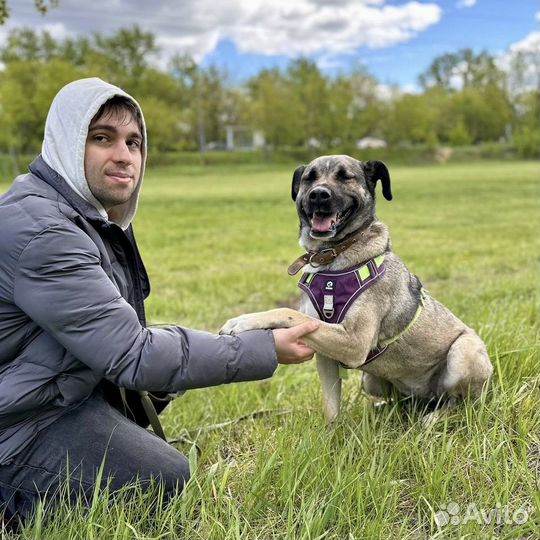 Спокойная и добрая собачка оказалась в приюте
