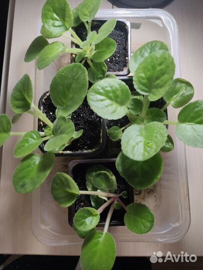 Фиалка махровая двухцветная