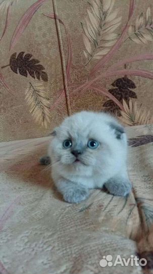 Шотландские мишутки плюшевые