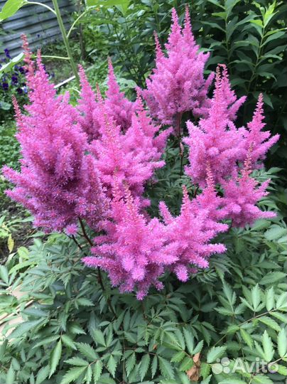 Многолетники для сада цветы