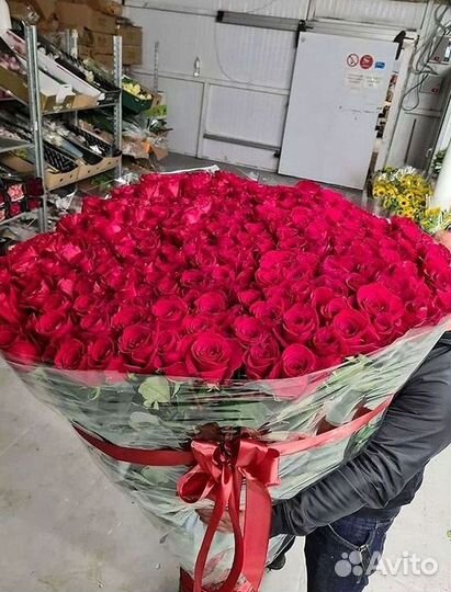 Розы гиганты 140 150 160 170 180 200