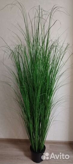 Осока искусственная высокая