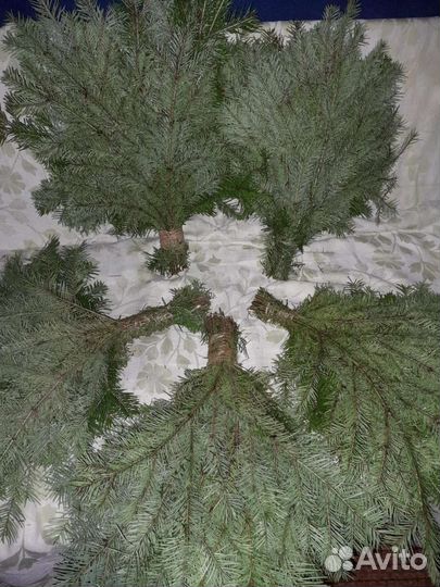 Веники для бани пихта