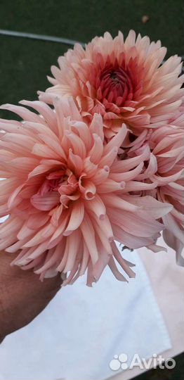 Цветы георгины срезка и клубни