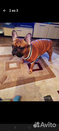 Товары для животных