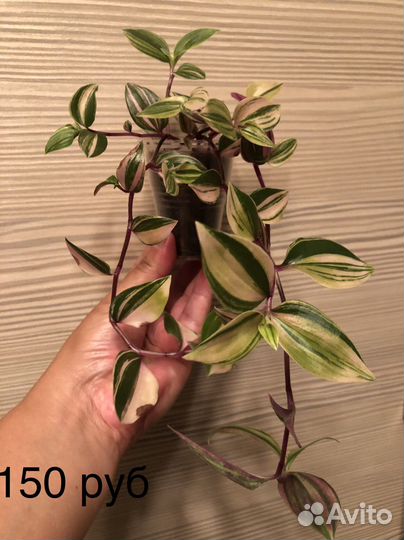 Традесканции разные сорта