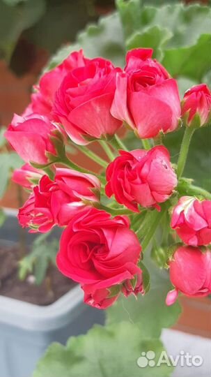 Пеларгония герань Ю Анна Каренина