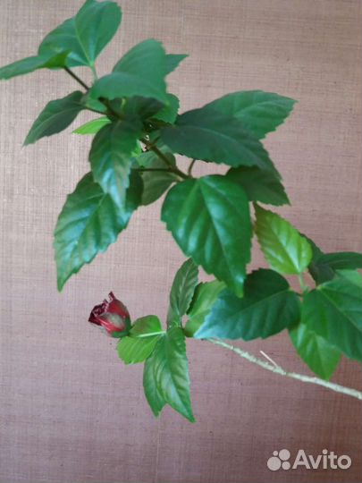 Гибискус китайская роза