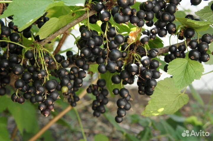 Саженцы черной смородины