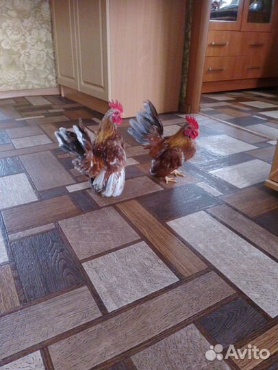 Малазийская серама