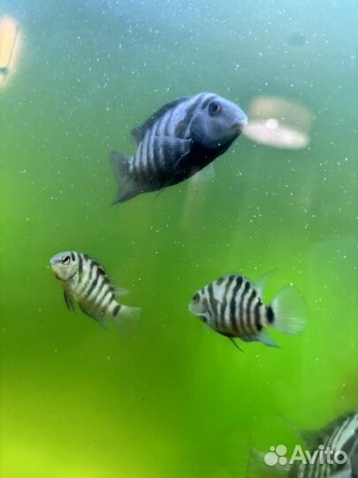 Аквариумные рыбки цихлиды