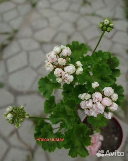 Пеларгония герань