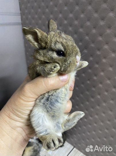 Карликовые крольчата