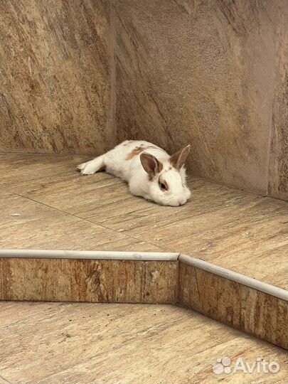 Вязка кроликов