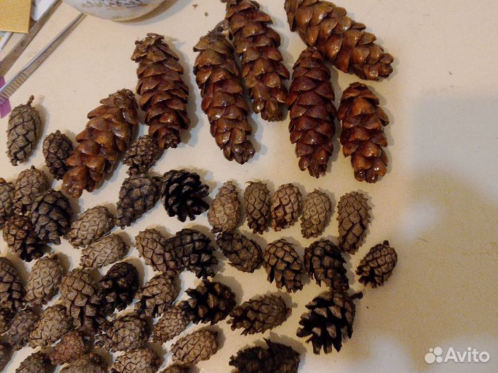 Шишки сосновые