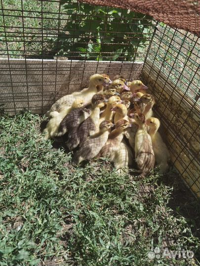 Индоутята тяжёлых линий, двух недельные