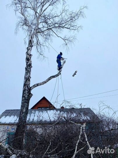 Спилить дерево, удалить дерево, арборист-альпинист