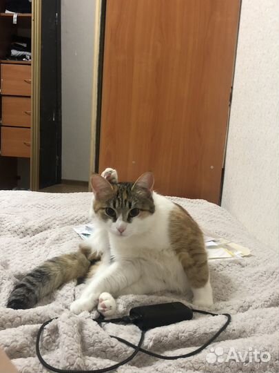 Потерялась кошка