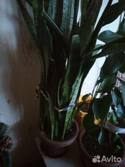 Комнатные цветы