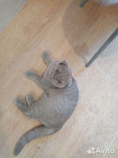 Котика в добрые руки отдам