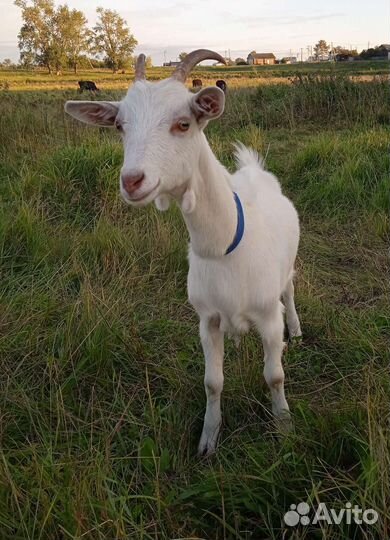 Коза и козе