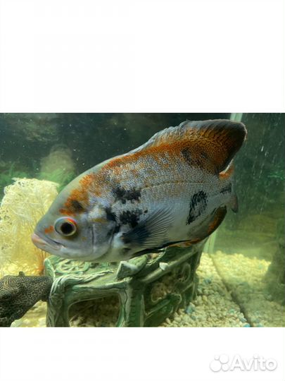 Аквариум с рыбками на 200л