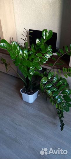 Замиокулькас