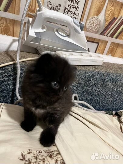 Черный котенок бесплатно