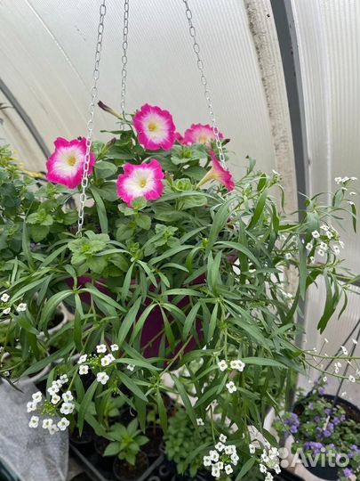 Рассада петунии И томаты