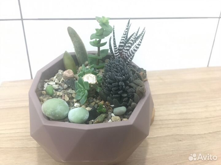 Мини садики из растений