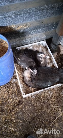 Куры, гуси, утки