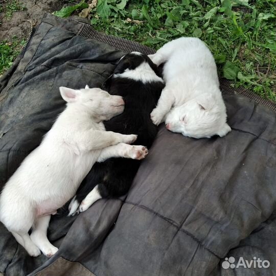 Щенки в добрые руки