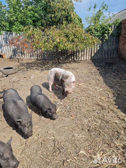 Вьетнамск вислобрюхий хряк