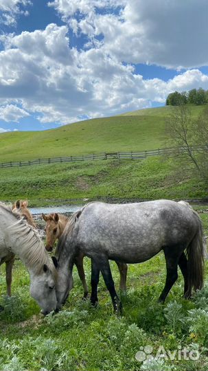 Продам кобыл с жеребенком