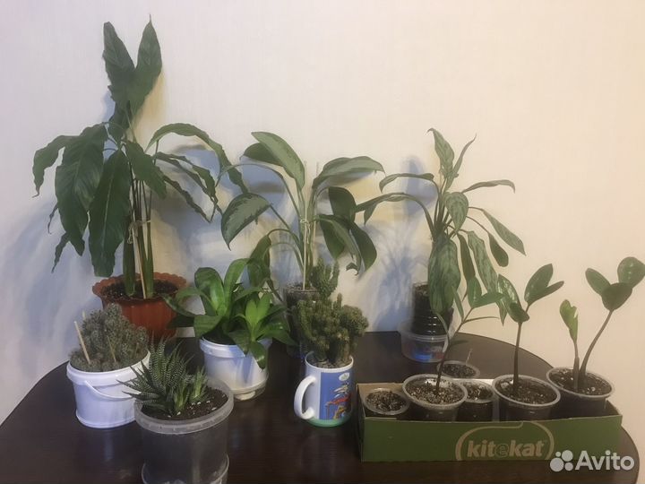 Комнатные растения
