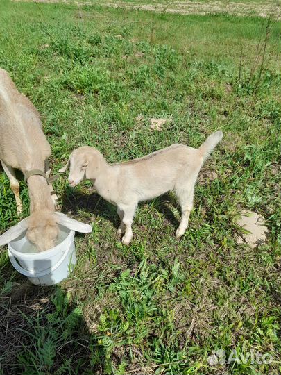 Нубийская козочка