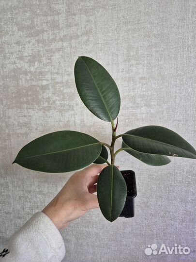 Фикус каучуконосный эластика