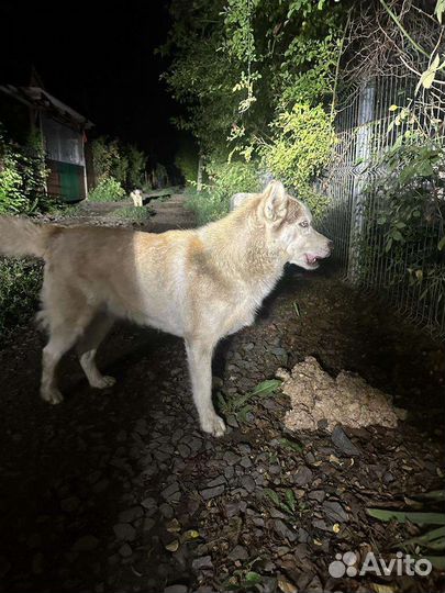 Собаки бесплатно в добрые руки