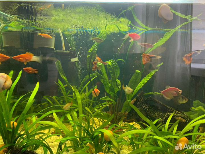 Аквариумные рыбки