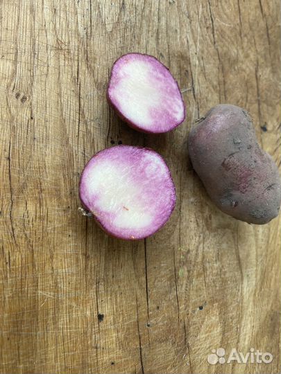 Семенной картофель