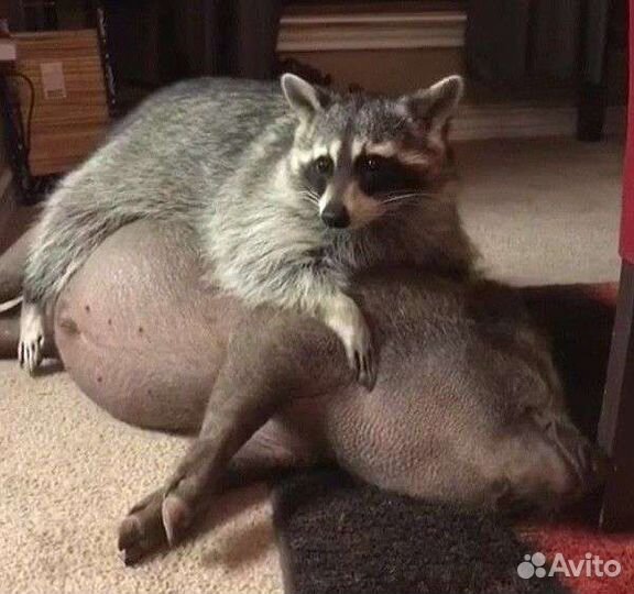 Минипиг, микропиг, микро пиги, мини пигги